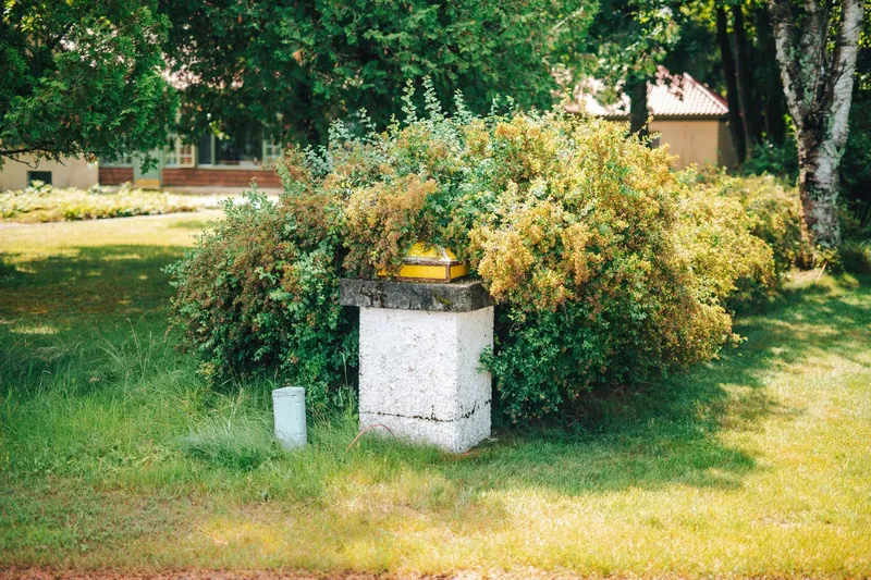 An overgrown shrub spreading across a lawn on an unkept section