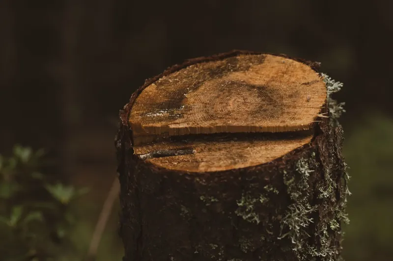 A freshly cut tree stump showing its growth rings